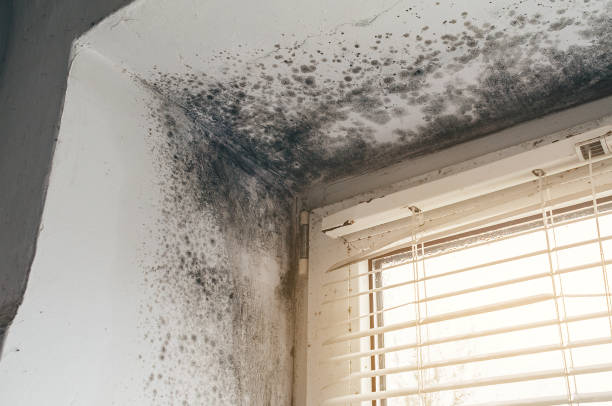 Affordable Crawl Space Mold Removal solutions in Keenesburg, CO
